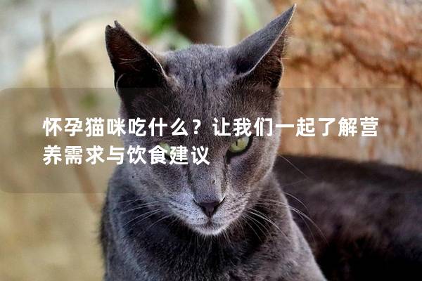 怀孕猫咪吃什么？让我们一起了解营养需求与饮食建议