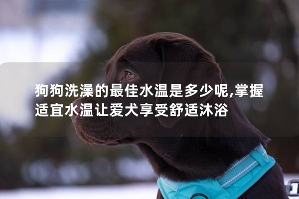 狗狗洗澡的最佳水温是多少呢,掌握适宜水温让爱犬享受舒适沐浴