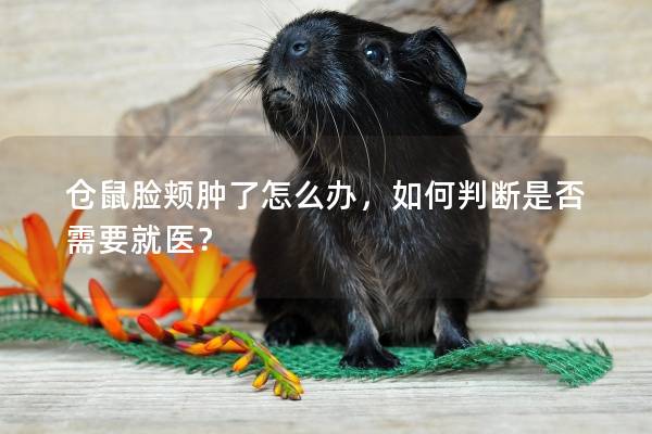 仓鼠脸颊肿了怎么办，如何判断是否需要就医？