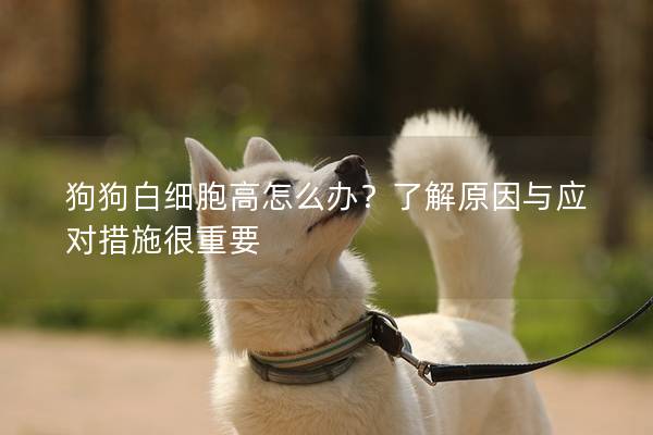 狗狗白细胞高怎么办？了解原因与应对措施很重要