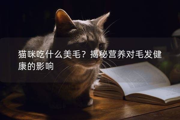 猫咪吃什么美毛？揭秘营养对毛发健康的影响