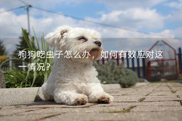 狗狗吃虫子怎么办，如何有效应对这一情况？