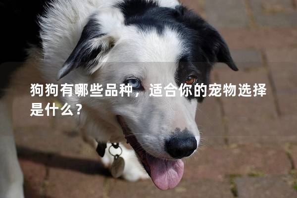 狗狗有哪些品种,适合你的宠物选择是什么? 狗狗有哪些品种,适合你的宠物选择是什么?