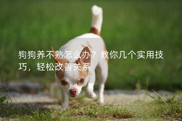 狗狗养不熟怎么办？教你几个实用技巧，轻松改善关系