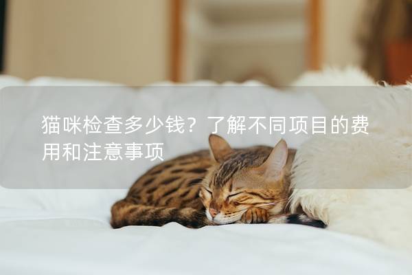 猫咪检查多少钱?了解不同项目的费用和注意事项 猫咪检查多少钱?了解不同项目的费用和注意事项