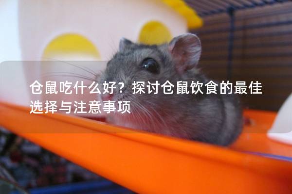 仓鼠吃什么好？探讨仓鼠饮食的最佳选择与注意事项
