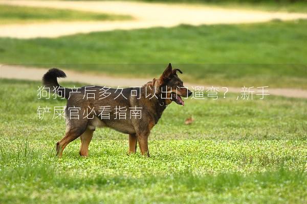狗狗产后多久可以出门遛弯？,新手铲屎官必看指南