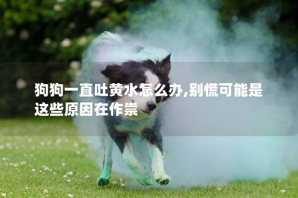 狗狗一直吐黄水怎么办,别慌可能是这些原因在作祟 狗狗一直吐黄水怎么办,别慌可能是这些原因在作祟