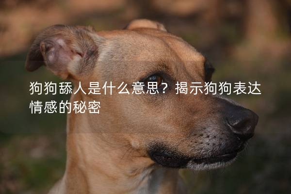狗狗舔人是什么意思？揭示狗狗表达情感的秘密