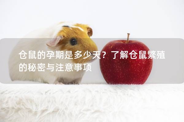 仓鼠的孕期是多少天？了解仓鼠繁殖的秘密与注意事项
