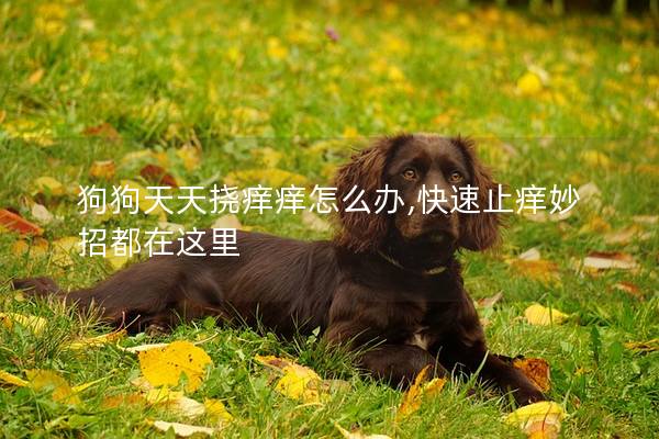 狗狗天天挠痒痒怎么办,快速止痒妙招都在这里