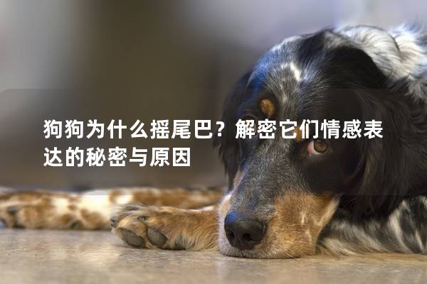 狗狗为什么摇尾巴？解密它们情感表达的秘密与原因