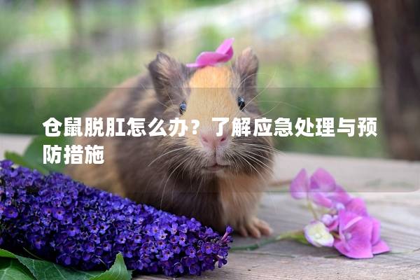 仓鼠脱肛怎么办?了解应急处理与预防措施 仓鼠脱肛怎么办?了解应急处理与预防措施