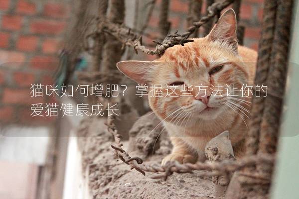 猫咪如何增肥？掌握这些方法让你的爱猫健康成长