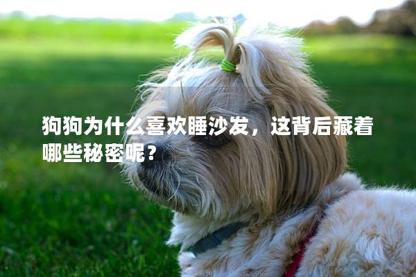 狗狗为什么喜欢睡沙发，这背后藏着哪些秘密呢？