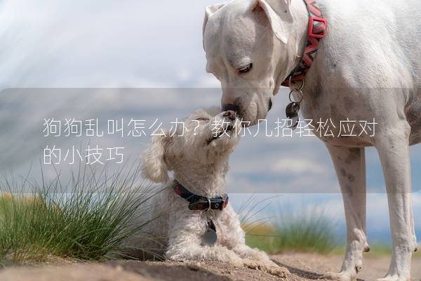 狗狗乱叫怎么办？教你几招轻松应对的小技巧