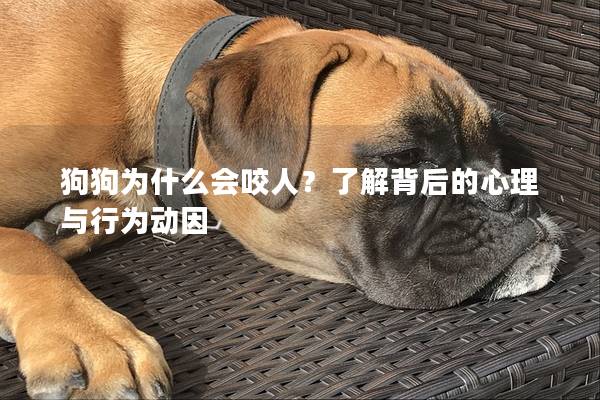 狗狗为什么会咬人？了解背后的心理与行为动因