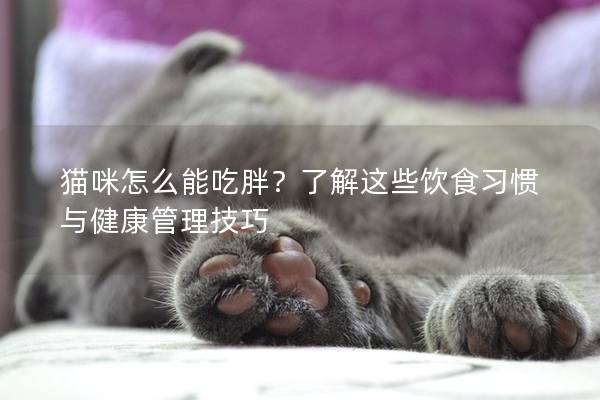 猫咪怎么能吃胖？了解这些饮食习惯与健康管理技巧