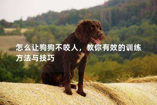 怎么让狗狗不咬人，教你有效的训练方法与技巧