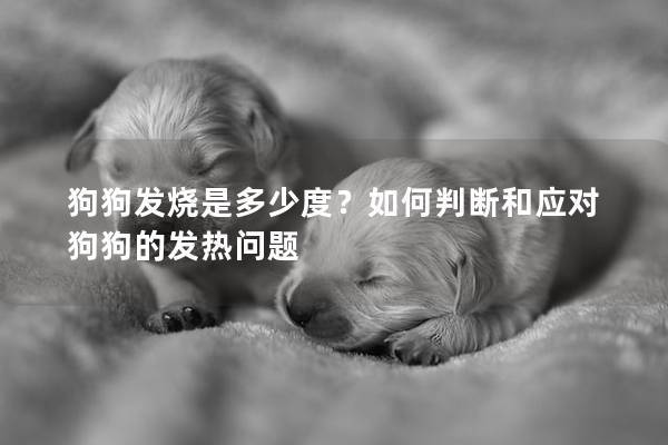 狗狗发烧是多少度？如何判断和应对狗狗的发热问题
