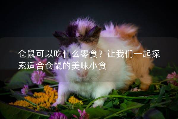 仓鼠可以吃什么零食？让我们一起探索适合仓鼠的美味小食