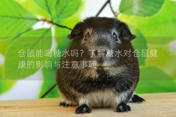 仓鼠能喝糖水吗？了解糖水对仓鼠健康的影响与注意事项