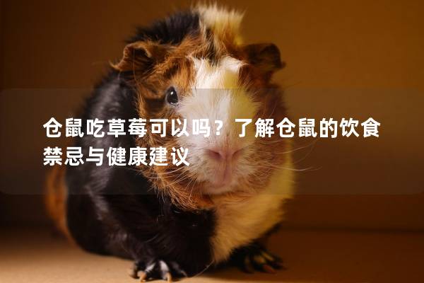 仓鼠吃草莓可以吗？了解仓鼠的饮食禁忌与健康建议