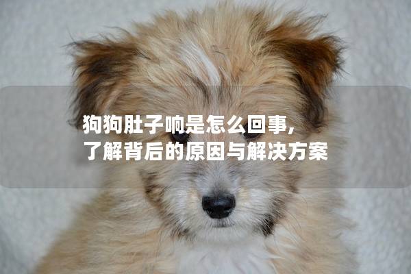 狗狗肚子响是怎么回事, 了解背后的原因与解决方案