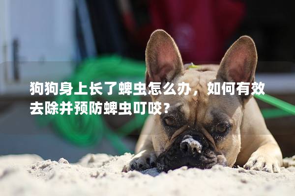 狗狗身上长了蜱虫怎么办，如何有效去除并预防蜱虫叮咬？
