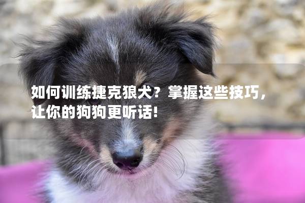 如何训练捷克狼犬?掌握这些技巧,让你的狗狗更听话! 如何训练捷克狼犬?掌握这些技巧,让你的狗狗更听话!