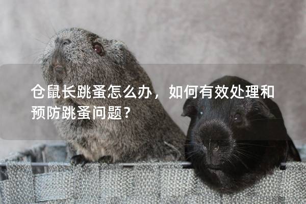 仓鼠长跳蚤怎么办,如何有效处理和预防跳蚤问题? 仓鼠长跳蚤怎么办,如何有效处理和预防跳蚤问题?