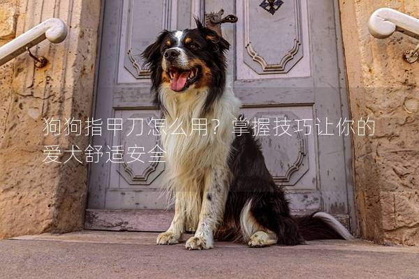 狗狗指甲刀怎么用？掌握技巧让你的爱犬舒适安全