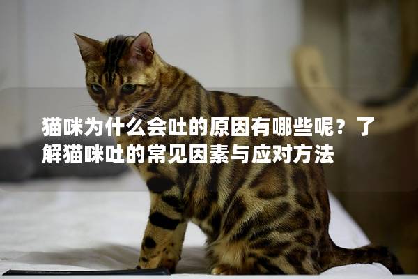 猫咪为什么会吐的原因有哪些呢？了解猫咪吐的常见因素与应对方法