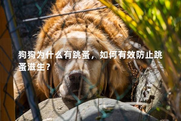 狗狗为什么有跳蚤，如何有效防止跳蚤滋生？