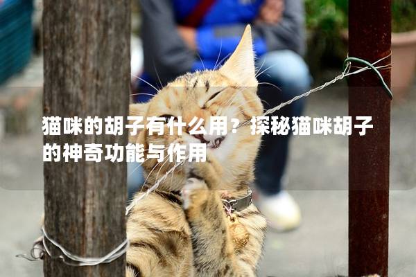 猫咪的胡子有什么用？探秘猫咪胡子的神奇功能与作用