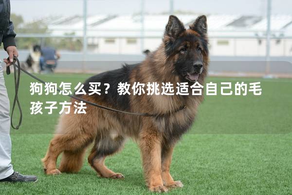 狗狗怎么买?教你挑选适合自己的毛孩子方法 狗狗怎么买?教你挑选适合自己的毛孩子方法
