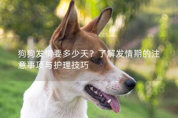 狗狗发情要多少天？了解发情期的注意事项与护理技巧