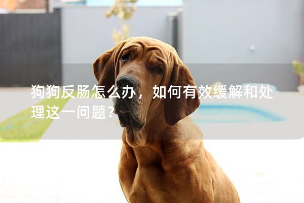 狗狗反肠怎么办，如何有效缓解和处理这一问题？