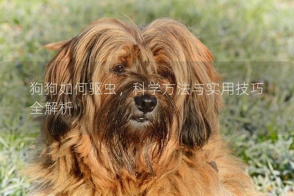狗狗如何驱虫,科学方法与实用技巧全解析 狗狗如何驱虫,科学方法与实用技巧全解析
