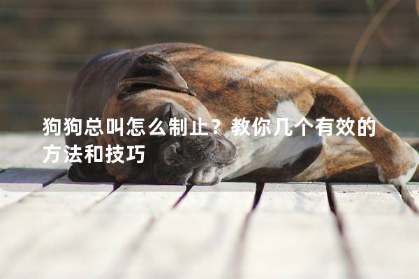 狗狗总叫怎么制止？教你几个有效的方法和技巧