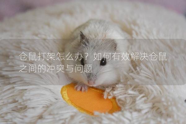 仓鼠打架怎么办？如何有效解决仓鼠之间的冲突与问题