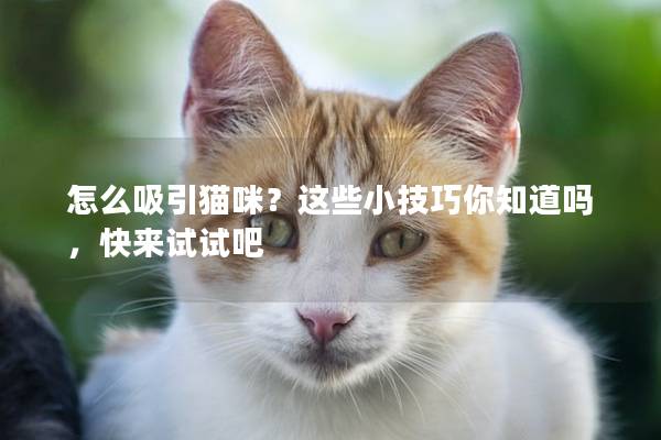 怎么吸引猫咪？这些小技巧你知道吗，快来试试吧
