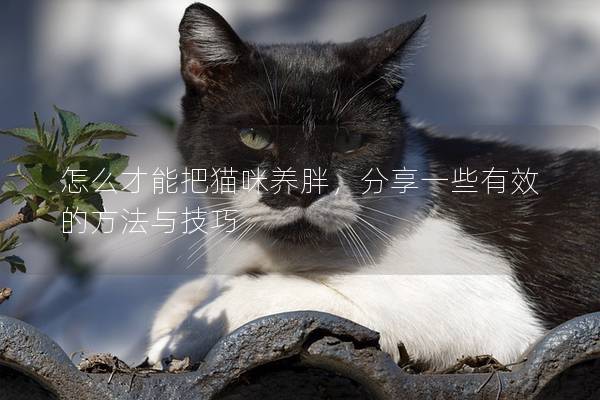 怎么才能把猫咪养胖，分享一些有效的方法与技巧