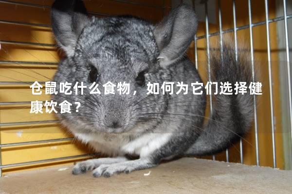 仓鼠吃什么食物，如何为它们选择健康饮食？