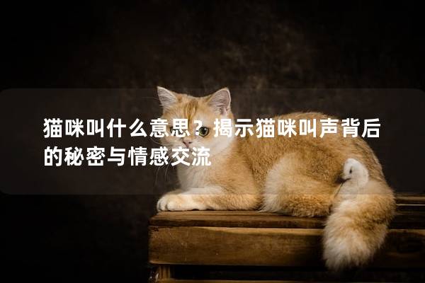 猫咪叫什么意思？揭示猫咪叫声背后的秘密与情感交流