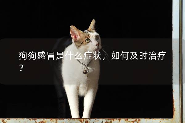 狗狗感冒是什么症状,如何及时治疗? 狗狗感冒是什么症状,如何及时治疗?