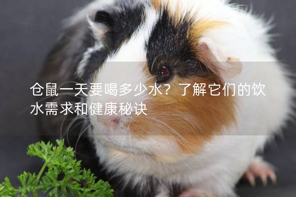 仓鼠一天要喝多少水？了解它们的饮水需求和健康秘诀