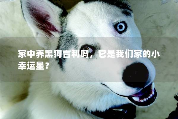 家中养黑狗吉利吗,它是我们家的小幸运星? 家中养黑狗吉利吗,它是我们家的小幸运星?