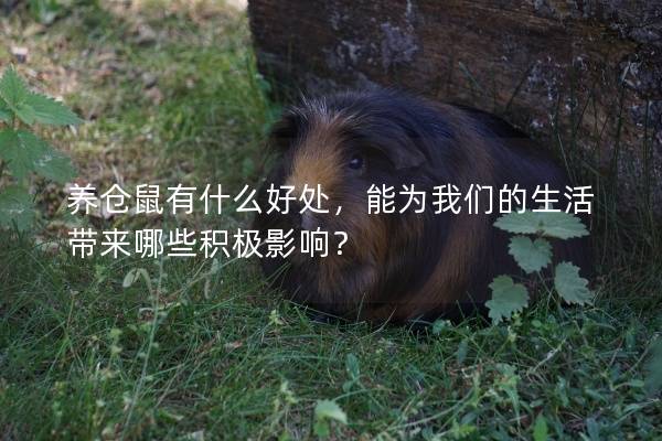 养仓鼠有什么好处，能为我们的生活带来哪些积极影响？