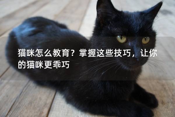 猫咪怎么教育？掌握这些技巧，让你的猫咪更乖巧